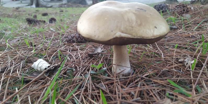 Mushroom Classification